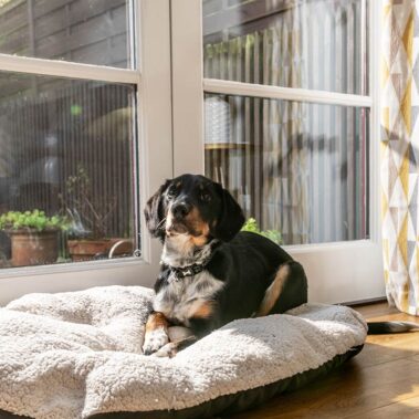 Sampson dog friendly cottage